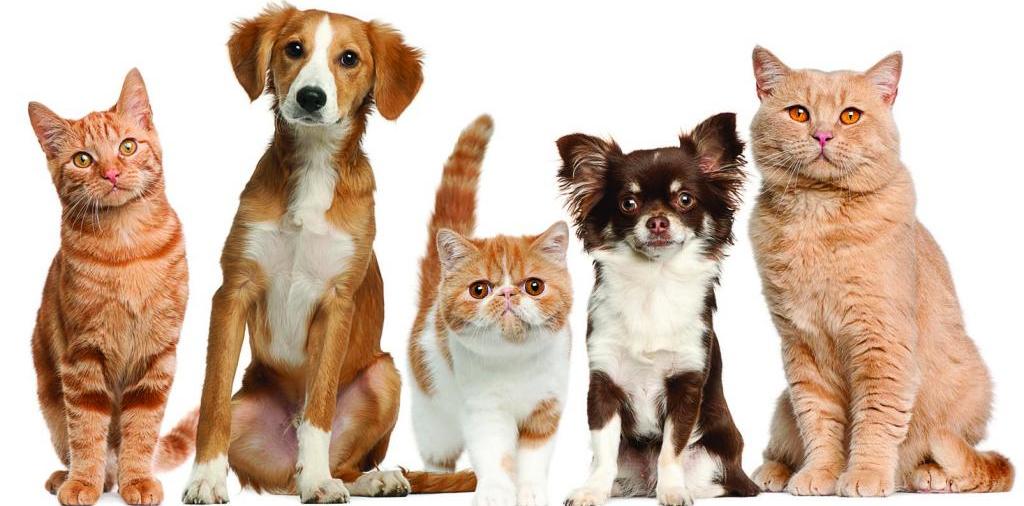 Доска объявлений о животных | ЗооТом - продажа, вязка и услуги для животных в Ельниках