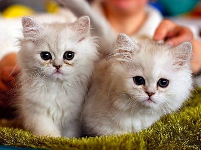 Породы кошек в Ельниках | ЗооТом портал о животных