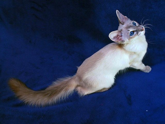 Выведенные породы кошек в Ельниках | ЗооТом портал о животных