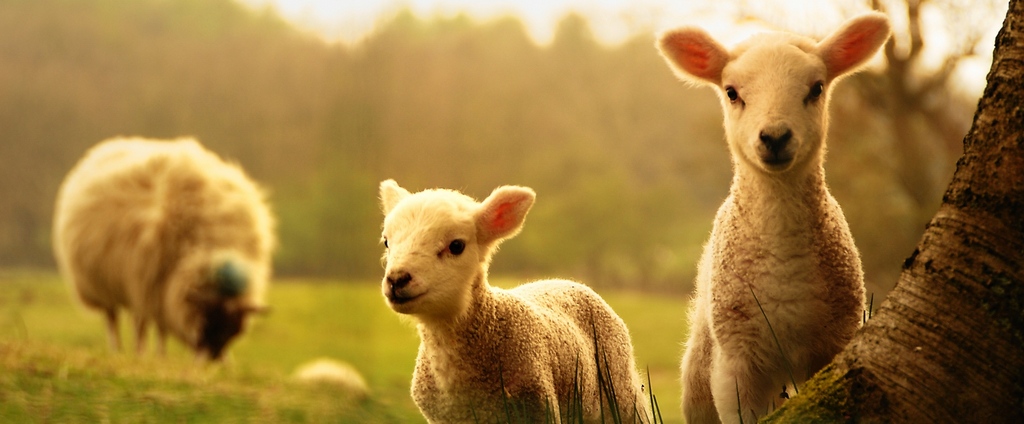 Объявления о сельскохозяйственных животных | ЗооТом - продажа, вязка и услуги для животных в Ельниках