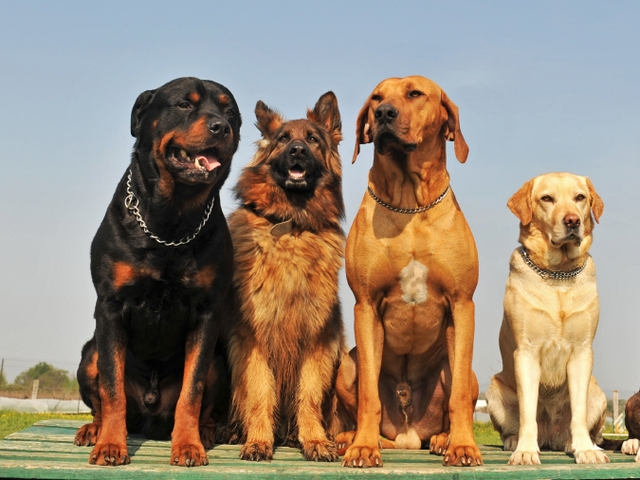 Крупные породы собак в Ельниках | ЗооТом портал о животных